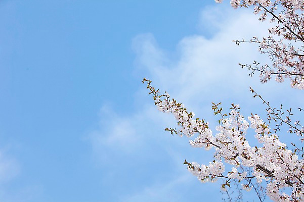 포토 JPG 주간 나무 식물 구름 계절 꽃 여러송이 백그라운드 봄꽃 자연 하늘 꽃나무 풍경 사람없음 야외 맑음 봄풍경 봄 벚꽃 나뭇가지 개화 벚나무 안양천 국내포토 자연요소 다수 날씨 생태계 안양 파일형식