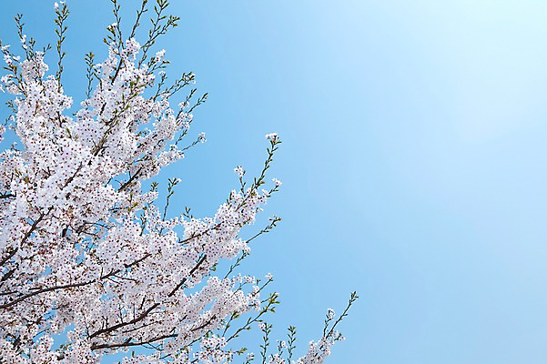 포토 JPG 주간 나무 식물 계절 꽃 여러송이 백그라운드 봄꽃 자연 하늘 꽃나무 풍경 사람없음 야외 맑음 봄풍경 봄 벚꽃 나뭇가지 개화 벚나무 안양천 국내포토 자연요소 다수 날씨 생태계 안양 파일형식