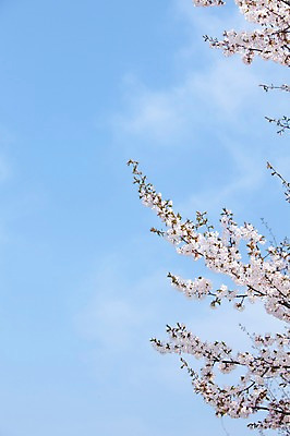 포토 JPG 주간 나무 식물 구름 계절 꽃 여러송이 백그라운드 봄꽃 자연 하늘 꽃나무 풍경 사람없음 야외 맑음 봄풍경 봄 벚꽃 나뭇가지 개화 벚나무 안양천 국내포토 자연요소 다수 날씨 생태계 안양 파일형식