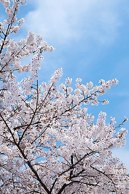 포토 JPG 주간 나무 식물 구름 계절 꽃 여러송이 백그라운드 봄꽃 자연 하늘 꽃나무 풍경 사람없음 야외 맑음 봄풍경 봄 벚꽃 나뭇가지 개화 벚나무 안양천 국내포토 자연요소 다수 날씨 생태계 안양 파일형식