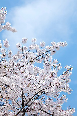 포토 JPG 주간 나무 식물 구름 계절 꽃 여러송이 백그라운드 봄꽃 자연 하늘 꽃나무 풍경 사람없음 야외 맑음 봄풍경 봄 벚꽃 나뭇가지 개화 벚나무 안양천 국내포토 자연요소 다수 날씨 생태계 안양 파일형식