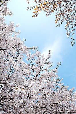 포토 JPG 주간 나무 식물 구름 계절 꽃 여러송이 백그라운드 봄꽃 자연 하늘 꽃나무 풍경 사람없음 야외 맑음 봄풍경 봄 벚꽃 나뭇가지 개화 벚나무 안양천 국내포토 자연요소 다수 날씨 생태계 안양 파일형식