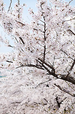 포토 JPG 주간 나무 식물 계절 꽃 여러송이 다수 백그라운드 봄꽃 자연 꽃나무 풍경 사람없음 야외 아웃포커스 봄풍경 봄 벚꽃 나뭇가지 개화 벚나무 안양천 국내포토 자연요소 촬영기법 생태계 안양 파일형식