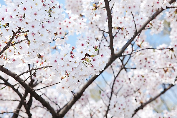 포토 JPG 주간 나무 식물 계절 꽃 여러송이 다수 백그라운드 봄꽃 자연 꽃나무 풍경 사람없음 야외 아웃포커스 봄풍경 봄 벚꽃 나뭇가지 개화 벚나무 안양천 국내포토 자연요소 촬영기법 생태계 안양 파일형식