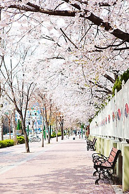 포토 JPG 주간 나무 식물 계절 꽃 도로 길 벤치 의자 봄꽃 거리 꽃나무 그림자 풍경 사람없음 야외 울타리 담장 자전거 봄풍경 봄 원근감 벚꽃 나뭇가지 개화 보행로 벚나무 가로수 안양천 꽃길 국내포토 자연요소 뷰포인트 가구 교통시설 바이크 안양 파일형식