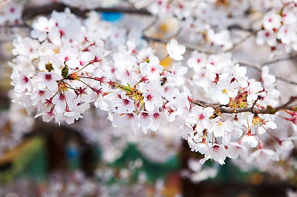 포토 JPG 주간 나무 식물 계절 꽃 배경화면 여러송이 다수 백그라운드 봄꽃 자연 꽃나무 풍경 사람없음 야외 아웃포커스 봄풍경 봄 벚꽃 나뭇가지 개화 벚나무 안양천 국내포토 자연요소 촬영기법 생태계 안양 파일형식