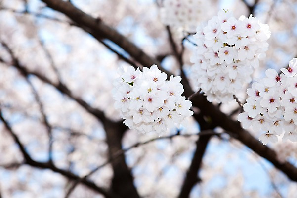포토 JPG 주간 나무 식물 계절 꽃 여러송이 다수 백그라운드 봄꽃 자연 꽃나무 풍경 사람없음 야외 아웃포커스 봄풍경 봄 벚꽃 나뭇가지 개화 벚나무 안양천 국내포토 자연요소 촬영기법 생태계 안양 파일형식