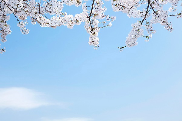 포토 JPG 주간 나무 식물 구름 계절 꽃 배경화면 여러송이 백그라운드 봄꽃 자연 하늘 꽃나무 풍경 사람없음 야외 맑음 봄풍경 봄 벚꽃 나뭇가지 개화 벚나무 안양천 국내포토 자연요소 다수 날씨 생태계 안양 파일형식