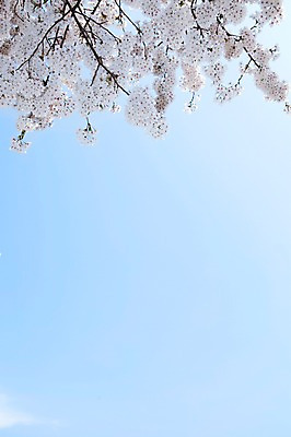 포토 JPG 주간 나무 식물 계절 꽃 여러송이 백그라운드 봄꽃 자연 하늘 꽃나무 풍경 사람없음 야외 맑음 봄풍경 봄 벚꽃 나뭇가지 개화 벚나무 안양천 국내포토 자연요소 다수 날씨 생태계 안양 파일형식