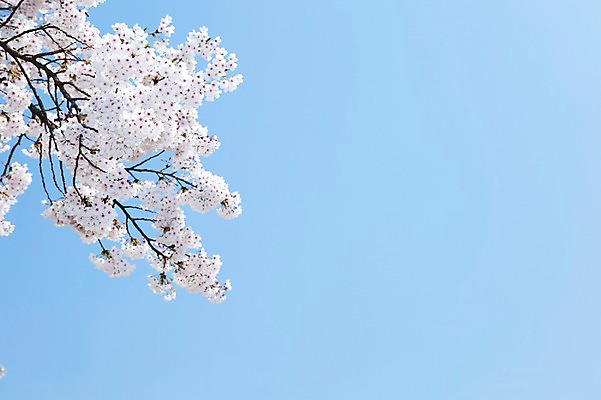 포토 JPG 주간 나무 식물 계절 꽃 여러송이 백그라운드 봄꽃 자연 하늘 꽃나무 풍경 사람없음 야외 맑음 봄풍경 봄 벚꽃 나뭇가지 개화 벚나무 안양천 국내포토 자연요소 다수 날씨 생태계 안양 파일형식