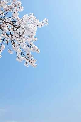 포토 JPG 주간 나무 식물 계절 꽃 여러송이 백그라운드 봄꽃 자연 하늘 꽃나무 풍경 사람없음 야외 맑음 봄풍경 봄 벚꽃 나뭇가지 개화 벚나무 안양천 국내포토 자연요소 다수 날씨 생태계 안양 파일형식