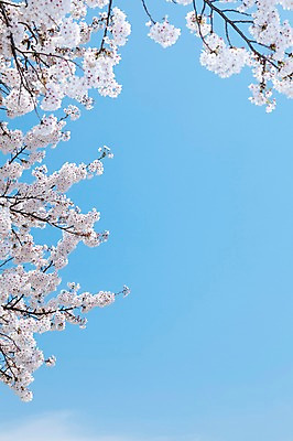 포토 JPG 주간 나무 식물 계절 꽃 여러송이 백그라운드 봄꽃 자연 하늘 꽃나무 풍경 사람없음 야외 맑음 봄풍경 봄 벚꽃 나뭇가지 개화 벚나무 안양천 국내포토 자연요소 다수 날씨 생태계 안양 파일형식