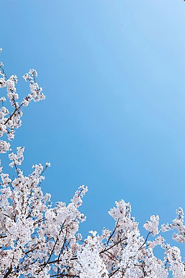 포토 JPG 주간 나무 식물 계절 꽃 여러송이 백그라운드 봄꽃 자연 하늘 꽃나무 풍경 사람없음 야외 맑음 봄풍경 봄 벚꽃 나뭇가지 개화 벚나무 안양천 국내포토 자연요소 다수 날씨 생태계 안양 파일형식