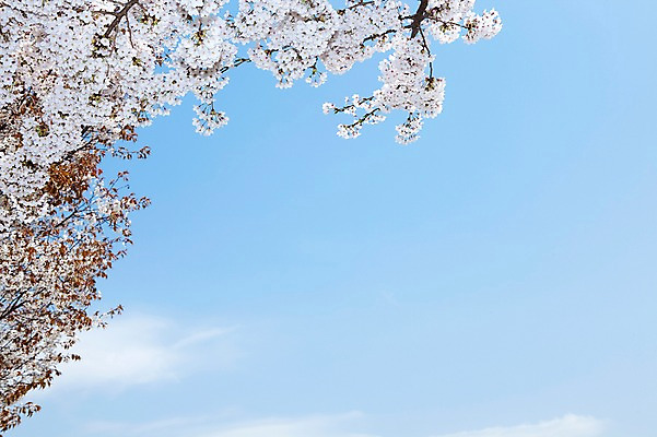 포토 JPG 주간 나무 식물 구름 계절 꽃 여러송이 백그라운드 봄꽃 자연 하늘 꽃나무 풍경 사람없음 야외 맑음 봄풍경 봄 벚꽃 나뭇가지 개화 벚나무 안양천 국내포토 자연요소 다수 날씨 생태계 안양 파일형식