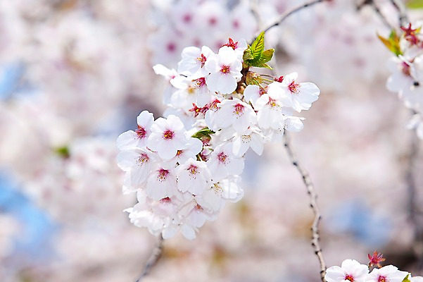 포토 JPG 주간 나무 식물 계절 꽃 여러송이 다수 백그라운드 봄꽃 자연 꽃나무 풍경 사람없음 야외 아웃포커스 봄풍경 봄 벚꽃 나뭇가지 개화 벚나무 안양천 국내포토 자연요소 촬영기법 생태계 안양 파일형식