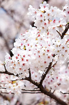 포토 JPG 주간 나무 식물 계절 꽃 여러송이 다수 백그라운드 봄꽃 자연 꽃나무 풍경 사람없음 야외 아웃포커스 봄풍경 봄 벚꽃 나뭇가지 개화 벚나무 안양천 국내포토 자연요소 촬영기법 생태계 안양 파일형식