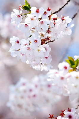 포토 JPG 주간 나무 식물 계절 꽃 여러송이 다수 백그라운드 봄꽃 자연 꽃나무 풍경 사람없음 야외 아웃포커스 봄풍경 봄 벚꽃 나뭇가지 개화 벚나무 안양천 국내포토 자연요소 촬영기법 생태계 안양 파일형식