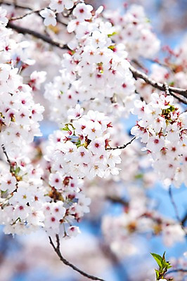 포토 JPG 주간 나무 식물 계절 꽃 여러송이 다수 백그라운드 봄꽃 자연 꽃나무 풍경 사람없음 야외 아웃포커스 봄풍경 봄 벚꽃 나뭇가지 개화 벚나무 안양천 국내포토 자연요소 촬영기법 생태계 안양 파일형식