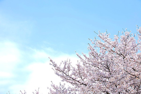 포토 JPG 주간 나무 식물 구름 계절 꽃 여러송이 백그라운드 봄꽃 자연 하늘 꽃나무 풍경 사람없음 야외 맑음 봄풍경 봄 벚꽃 나뭇가지 개화 벚나무 안양천 국내포토 자연요소 다수 날씨 생태계 안양 파일형식