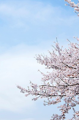 포토 JPG 주간 나무 식물 구름 계절 꽃 여러송이 백그라운드 봄꽃 자연 하늘 꽃나무 풍경 사람없음 야외 맑음 봄풍경 봄 벚꽃 나뭇가지 개화 벚나무 안양천 국내포토 자연요소 다수 날씨 생태계 안양 파일형식