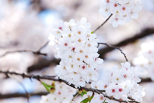 포토 JPG 주간 나무 식물 계절 꽃 여러송이 다수 백그라운드 봄꽃 자연 꽃나무 풍경 사람없음 야외 아웃포커스 봄풍경 봄 벚꽃 나뭇가지 개화 벚나무 안양천 국내포토 자연요소 촬영기법 생태계 안양 파일형식