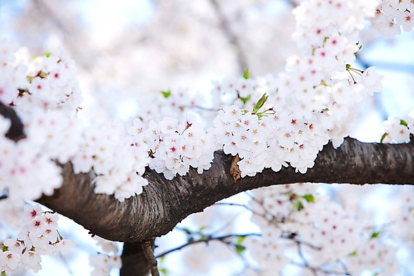 포토 JPG 주간 나무 식물 계절 꽃 여러송이 다수 백그라운드 봄꽃 자연 꽃나무 풍경 사람없음 야외 아웃포커스 봄풍경 봄 벚꽃 나뭇가지 개화 벚나무 안양천 국내포토 자연요소 촬영기법 생태계 안양 파일형식