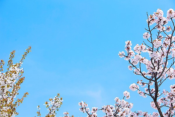 포토 JPG 주간 나무 식물 계절 꽃 여러송이 백그라운드 봄꽃 자연 하늘 꽃나무 풍경 사람없음 야외 맑음 봄풍경 봄 벚꽃 나뭇가지 개화 벚나무 안양천 국내포토 자연요소 다수 날씨 생태계 안양 파일형식