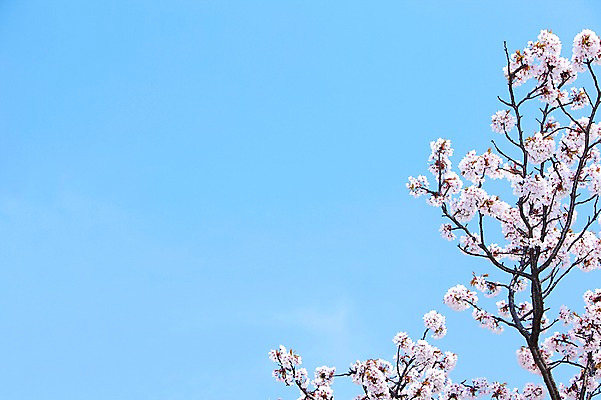 포토 JPG 주간 나무 식물 계절 꽃 여러송이 백그라운드 봄꽃 자연 하늘 꽃나무 풍경 사람없음 야외 맑음 봄풍경 봄 벚꽃 나뭇가지 개화 벚나무 안양천 국내포토 자연요소 다수 날씨 생태계 안양 파일형식