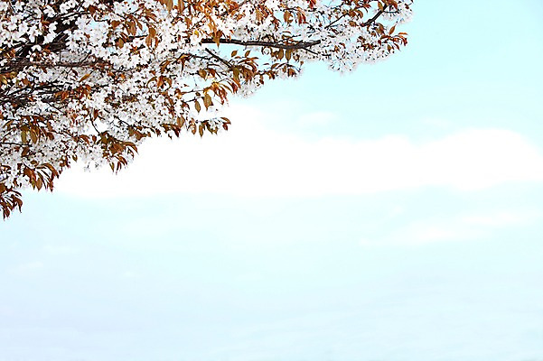 포토 JPG 주간 나무 식물 구름 계절 꽃 여러송이 백그라운드 잎 봄꽃 자연 하늘 나뭇잎 꽃나무 풍경 사람없음 야외 맑음 봄풍경 봄 벚꽃 나뭇가지 개화 벚나무 안양천 국내포토 자연요소 다수 날씨 생태계 안양 파일형식