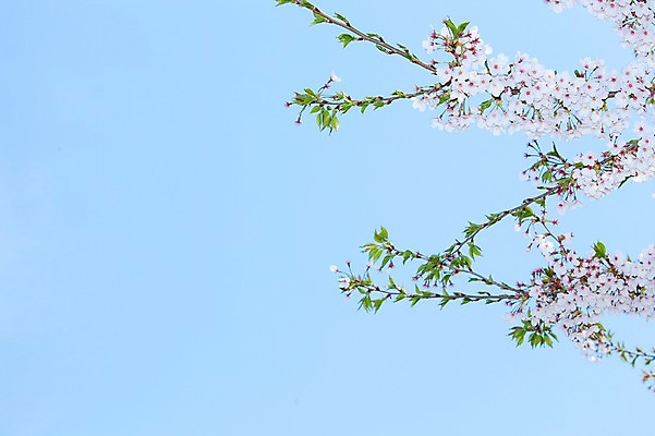 포토 JPG 주간 나무 식물 계절 꽃 여러송이 백그라운드 잎 봄꽃 자연 하늘 나뭇잎 꽃나무 풍경 사람없음 야외 맑음 봄풍경 봄 벚꽃 나뭇가지 개화 벚나무 안양천 국내포토 자연요소 다수 날씨 생태계 안양 파일형식