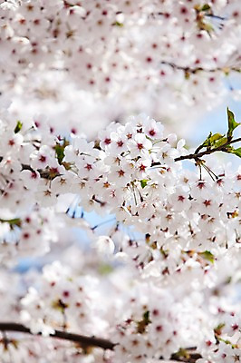 포토 JPG 주간 나무 식물 계절 꽃 여러송이 다수 백그라운드 봄꽃 자연 꽃나무 풍경 사람없음 야외 아웃포커스 봄풍경 봄 벚꽃 나뭇가지 개화 벚나무 안양천 국내포토 자연요소 촬영기법 생태계 안양 파일형식