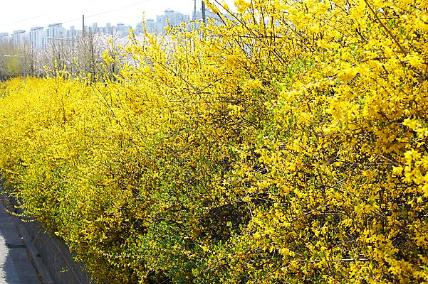 포토 JPG 주간 나무 식물 건축물 계절 꽃 컬러 봄꽃 자연 아파트 꽃나무 풍경 사람없음 야외 건물 노란색 봄풍경 봄 도시 개나리 안양천 국내포토 자연요소 건축 주택 생태계 안양 파일형식