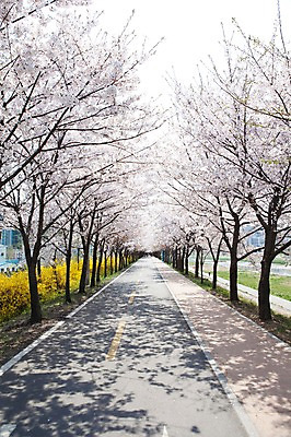 포토 JPG 주간 나무 식물 계절 꽃 도로 길 봄꽃 자연 거리 꽃나무 그림자 풍경 사람없음 야외 봄풍경 봄 원근감 벚꽃 나뭇가지 개화 벚나무 가로수 안양천 꽃길 국내포토 자연요소 뷰포인트 교통시설 생태계 안양 파일형식