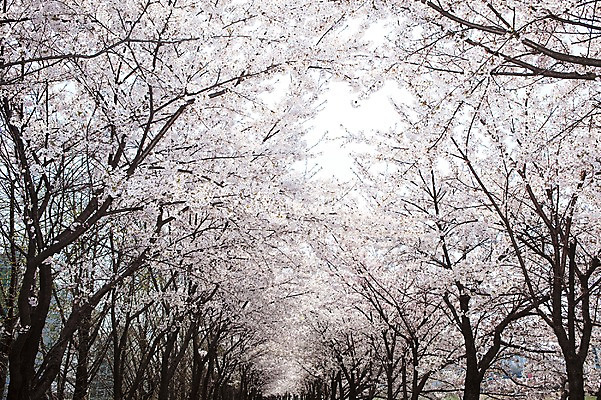 포토 JPG 주간 나무 식물 계절 꽃 도로 길 백그라운드 봄꽃 자연 거리 꽃나무 풍경 사람없음 야외 봄풍경 봄 원근감 벚꽃 나뭇가지 개화 벚나무 가로수 안양천 꽃길 국내포토 자연요소 뷰포인트 교통시설 생태계 안양 파일형식
