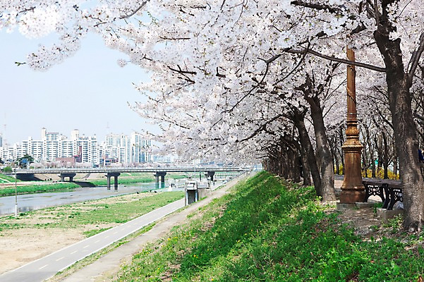 포토 JPG 주간 나무 식물 건축물 계절 꽃 도로 길 가로등 벤치 의자 봄꽃 자연 아파트 한국 꽃나무 풍경 사람없음 야외 건물 강 봄풍경 봄 벚꽃 도시 개화 벚나무 안양천 길가 가교 국내포토 자연요소 공공시설 건축 아시아 가구 교통시설 주택 생태계 안양 파일형식
