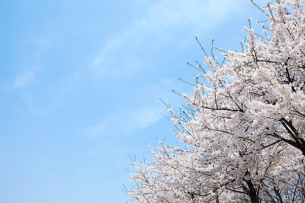 포토 JPG 주간 나무 식물 구름 계절 꽃 여러송이 백그라운드 봄꽃 자연 하늘 꽃나무 풍경 사람없음 야외 맑음 봄풍경 봄 벚꽃 나뭇가지 개화 벚나무 안양천 국내포토 자연요소 다수 날씨 생태계 안양 파일형식