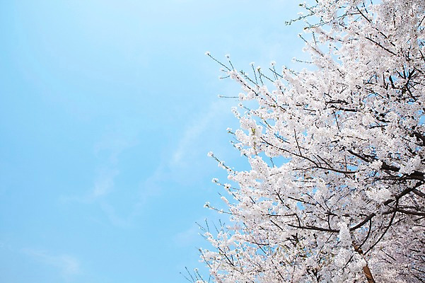 포토 JPG 주간 나무 식물 구름 계절 꽃 여러송이 백그라운드 봄꽃 자연 하늘 꽃나무 풍경 사람없음 야외 맑음 봄풍경 봄 벚꽃 나뭇가지 개화 벚나무 안양천 국내포토 자연요소 다수 날씨 생태계 안양 파일형식