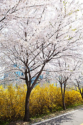 포토 JPG 주간 나무 식물 계절 꽃 도로 길 봄꽃 자연 거리 꽃나무 풍경 사람없음 야외 봄풍경 봄 벚꽃 개화 벚나무 개나리 안양천 길가 국내포토 자연요소 교통시설 생태계 안양 파일형식