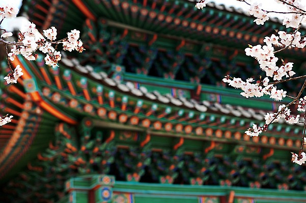 포토 JPG 주간 나무 식물 전통 건축물 계절 꽃 전통문화 고건축 한국건축 봄꽃 한국 풍경 사람없음 야외 건물 아웃포커스 동양건축 봄풍경 봄 궁전 문화재 벚꽃 나뭇가지 단청 창경궁 국내포토 자연요소 건축 아시아 문화 촬영기법 파일형식 동양