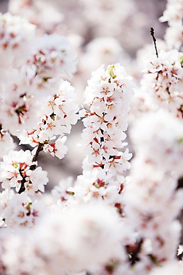 포토 JPG 주간 나무 식물 계절 꽃 여러송이 다수 봄꽃 자연 꽃나무 풍경 사람없음 야외 아웃포커스 봄풍경 봄 벚꽃 나뭇가지 개화 벚나무 안양천 국내포토 자연요소 촬영기법 생태계 안양 파일형식