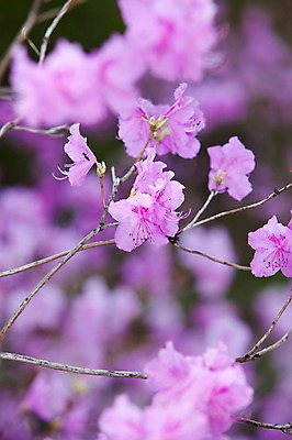 포토 JPG 주간 나무 식물 계절 꽃 분홍색 컬러 여러송이 다수 백그라운드 봄꽃 자연 꽃나무 풍경 사람없음 야외 아웃포커스 봄풍경 봄 나뭇가지 개화 진달래 창경궁 국내포토 자연요소 한국 촬영기법 궁전 생태계 파일형식
