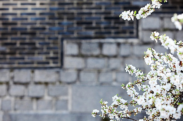 포토 JPG 주간 나무 식물 계절 꽃 백그라운드 봄꽃 한국 꽃나무 풍경 사람없음 야외 아웃포커스 담장 봄풍경 봄 궁전 벚꽃 나뭇가지 벚나무 창경궁 국내포토 자연요소 아시아 고건축 촬영기법 파일형식