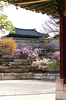 포토 JPG 주간 나무 식물 전통 건축물 계절 꽃 전통문화 고건축 한국건축 봄꽃 지붕 한국 기와 꽃나무 풍경 사람없음 야외 건물 담장 동양건축 봄풍경 봄 궁전 문화재 벚꽃 나뭇가지 진달래 창경궁 국내포토 자연요소 건축 아시아 문화 파일형식 동양