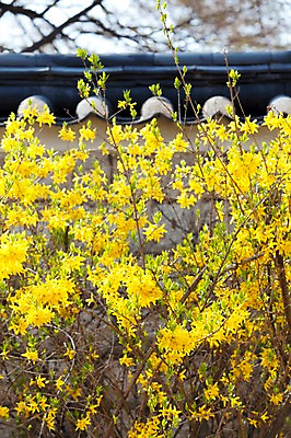 포토 JPG 주간 나무 식물 전통 계절 꽃 전통문화 컬러 고건축 한국건축 봄꽃 자연 한국 기와 풍경 사람없음 야외 아웃포커스 담장 노란색 동양건축 봄풍경 봄 궁전 문화재 나뭇가지 개나리 창경궁 국내포토 자연요소 건축물 건축 아시아 문화 촬영기법 생태계 파일형식 동양