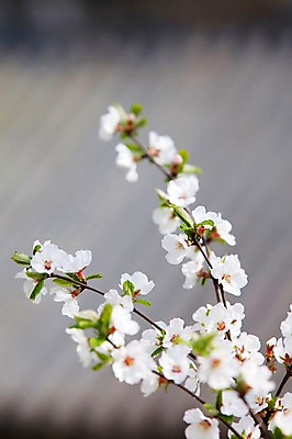 포토 JPG 주간 나무 식물 계절 꽃 여러송이 백그라운드 봄꽃 자연 꽃나무 풍경 사람없음 야외 아웃포커스 봄풍경 봄 벚꽃 나뭇가지 개화 벚나무 창경궁 국내포토 자연요소 다수 한국 촬영기법 궁전 생태계 파일형식