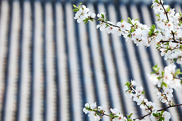 포토 JPG 주간 나무 식물 전통 건축물 계절 꽃 전통문화 백그라운드 고건축 한국건축 봄꽃 지붕 한국 기와 기와집 풍경 사람없음 야외 건물 아웃포커스 동양건축 봄풍경 봄 궁전 문화재 벚꽃 나뭇가지 창경궁 국내포토 자연요소 건축 아시아 문화 한옥 촬영기법 파일형식 동양