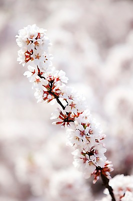 포토 JPG 주간 나무 식물 계절 꽃 여러송이 백그라운드 봄꽃 자연 꽃나무 풍경 사람없음 야외 아웃포커스 봄풍경 봄 벚꽃 나뭇가지 개화 벚나무 창경궁 국내포토 자연요소 다수 한국 촬영기법 궁전 생태계 파일형식