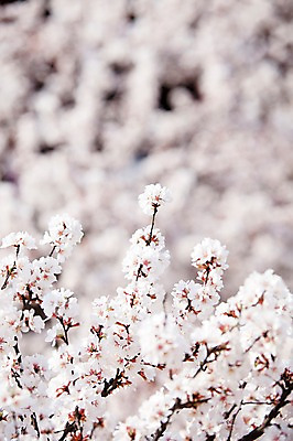 포토 JPG 주간 나무 식물 계절 꽃 여러송이 다수 백그라운드 봄꽃 자연 꽃나무 풍경 사람없음 야외 아웃포커스 봄풍경 봄 벚꽃 나뭇가지 개화 벚나무 창경궁 국내포토 자연요소 한국 촬영기법 궁전 생태계 파일형식