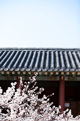 포토 JPG 주간 나무 식물 전통 건축물 계절 꽃 전통문화 고건축 한국건축 봄꽃 하늘 지붕 한국 기와 기와집 풍경 사람없음 야외 건물 아웃포커스 동양건축 봄풍경 봄 궁전 문화재 벚꽃 나뭇가지 창경궁 국내포토 자연요소 건축 아시아 문화 한옥 촬영기법 파일형식 동양
