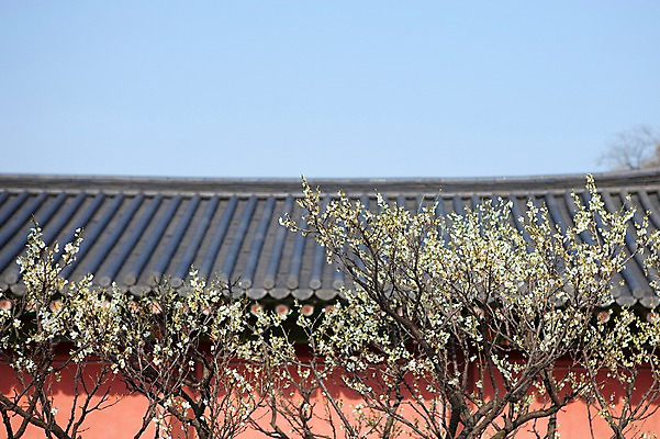 포토 JPG 주간 나무 식물 전통 건축물 계절 꽃 전통문화 고건축 한국건축 봄꽃 하늘 지붕 한국 기와 기와집 풍경 사람없음 야외 건물 동양건축 봄풍경 봄 궁전 문화재 벚꽃 나뭇가지 창경궁 국내포토 자연요소 건축 아시아 문화 한옥 파일형식 동양